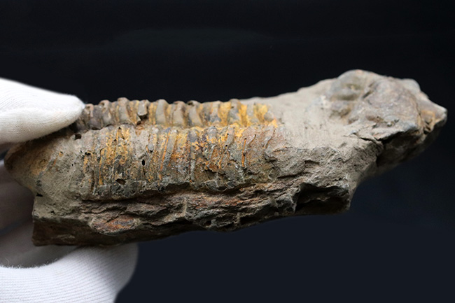 カーブ計測で１２７ミリ！オルドビス紀の芋虫型の三葉虫、特大！ディアカリメネ・ウーズレグイ（Diacalymene ouzregui）の化石（その6）