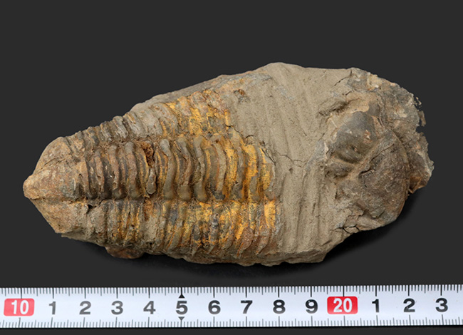 カーブ計測で１２７ミリ！オルドビス紀の芋虫型の三葉虫、特大！ディアカリメネ・ウーズレグイ（Diacalymene ouzregui）の化石（その8）