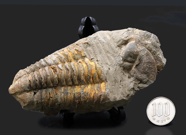 カーブ計測で１２７ミリ！オルドビス紀の芋虫型の三葉虫、特大！ディアカリメネ・ウーズレグイ（Diacalymene ouzregui）の化石（その9）