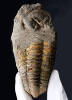 カーブ計測で１２７ミリ！オルドビス紀の芋虫型の三葉虫、特大！ディアカリメネ・ウーズレグイ（Diacalymene ouzregui）の化石