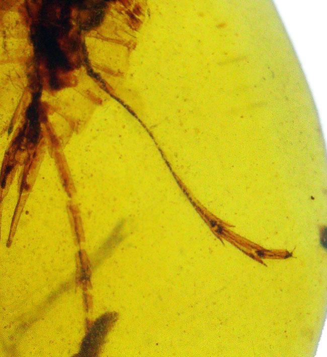 透明度抜群で美しい！尾部に突起をもった虫を内包したミャンマー産のバーマイト（Burmite）（その2）