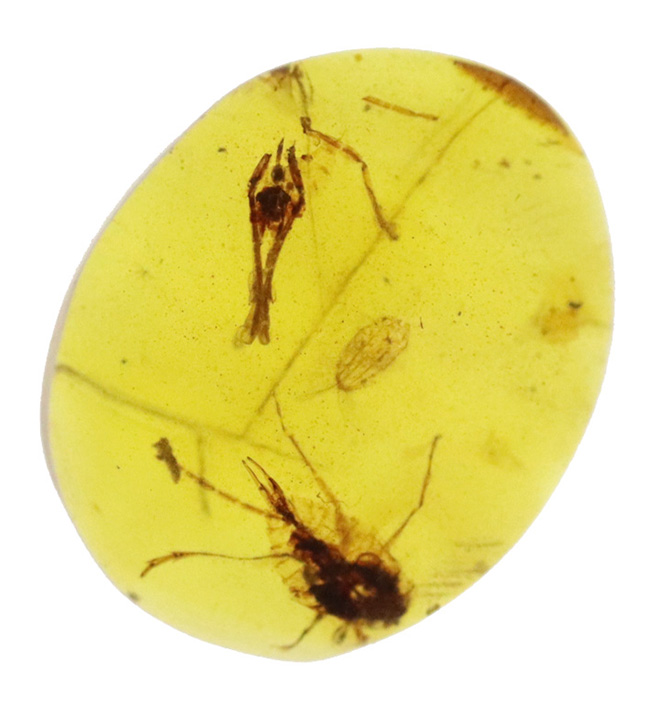 透明度抜群で美しい！尾部に突起をもった虫を内包したミャンマー産のバーマイト（Burmite）（その3）