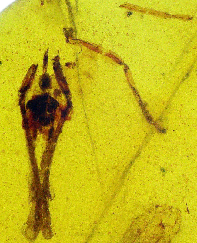 透明度抜群で美しい！尾部に突起をもった虫を内包したミャンマー産のバーマイト（Burmite）（その4）