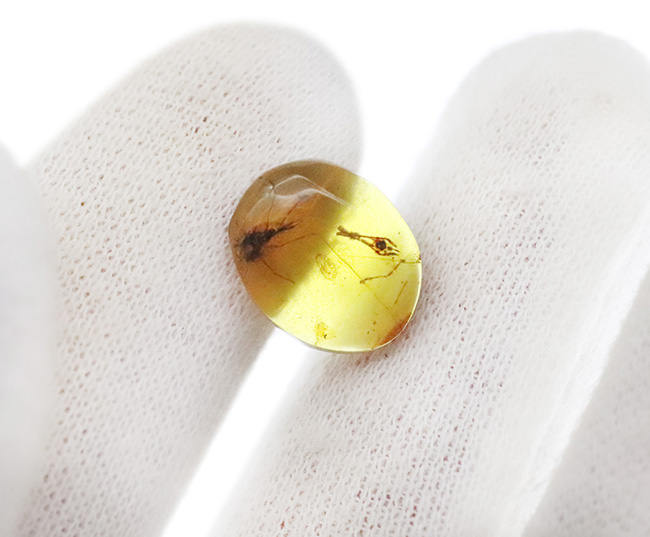 透明度抜群で美しい！尾部に突起をもった虫を内包したミャンマー産のバーマイト（Burmite）（その5）