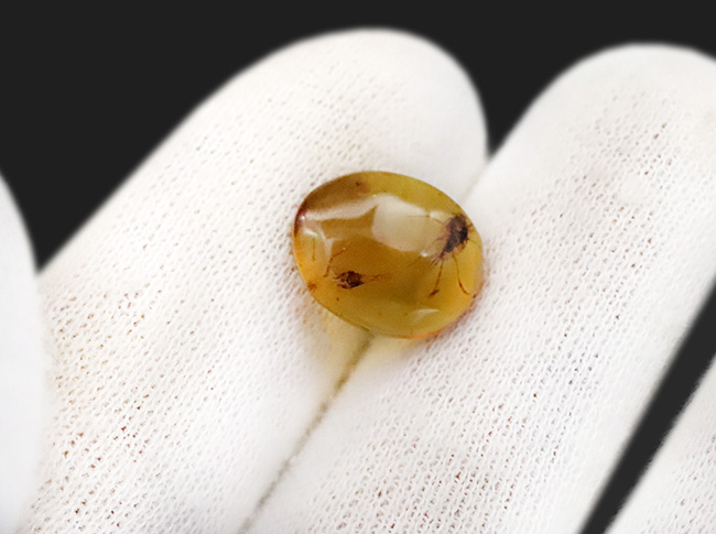 透明度抜群で美しい！尾部に突起をもった虫を内包したミャンマー産のバーマイト（Burmite）（その6）