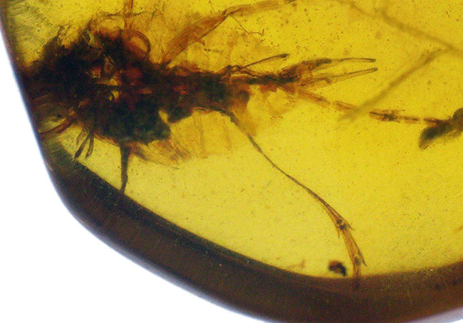 透明度抜群で美しい！尾部に突起をもった虫を内包したミャンマー産のバーマイト（Burmite）（その7）