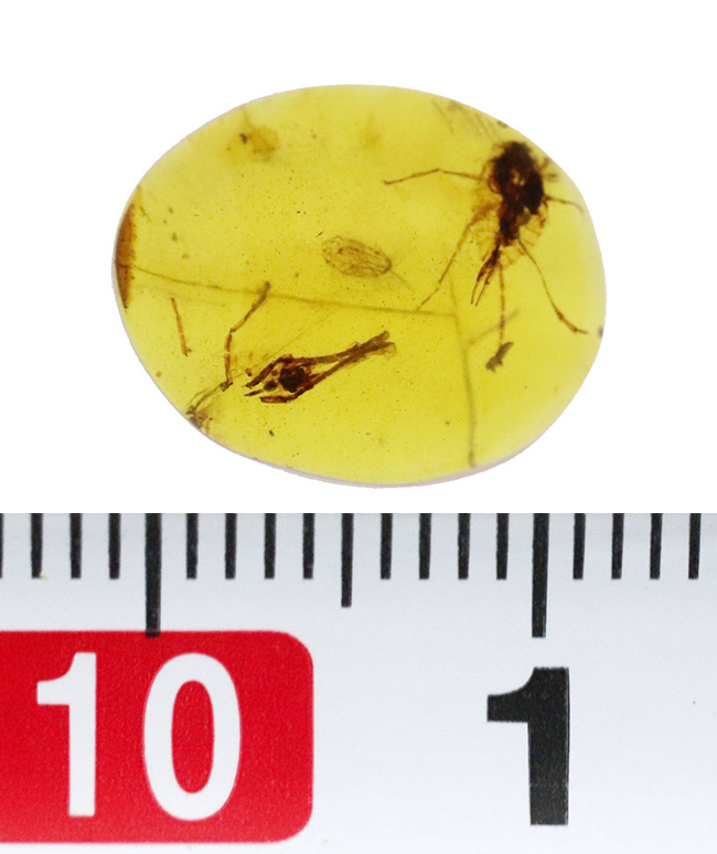 透明度抜群で美しい！尾部に突起をもった虫を内包したミャンマー産のバーマイト（Burmite）（その8）