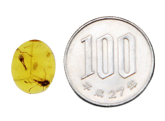 透明度抜群で美しい！尾部に突起をもった虫を内包したミャンマー産のバーマイト（Burmite）（その9）