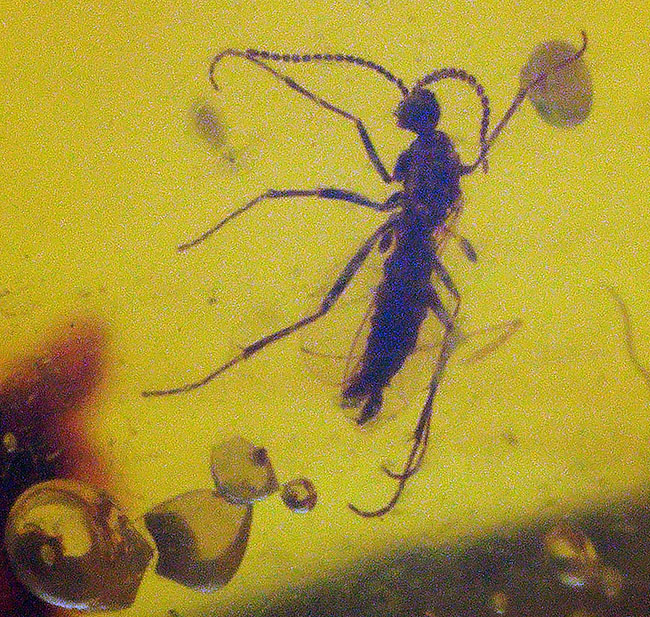 恐竜時代の琥珀です!非常に透明度の高い、虫を内包したミャンマー産琥珀(Amber)(その1)