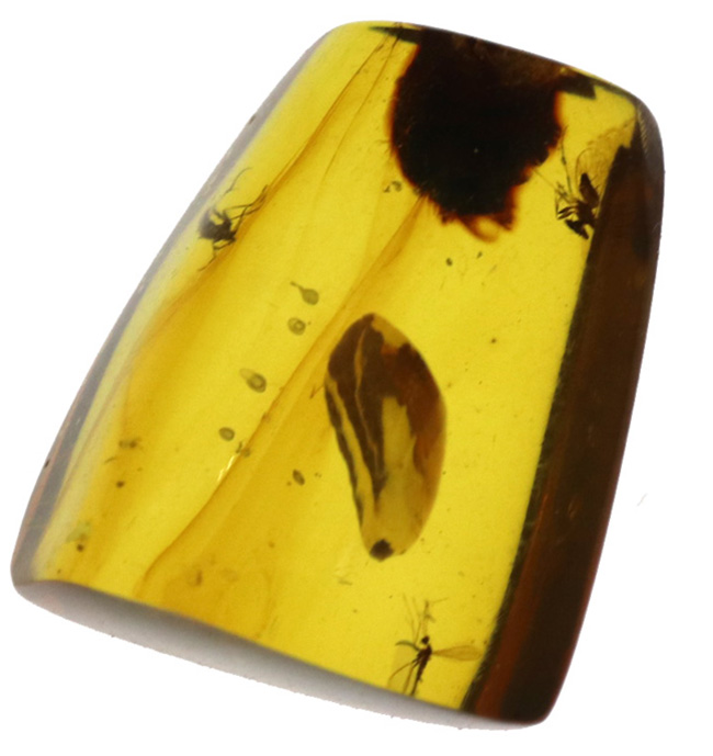恐竜時代の琥珀です!非常に透明度の高い、虫を内包したミャンマー産琥珀(Amber)(その2)