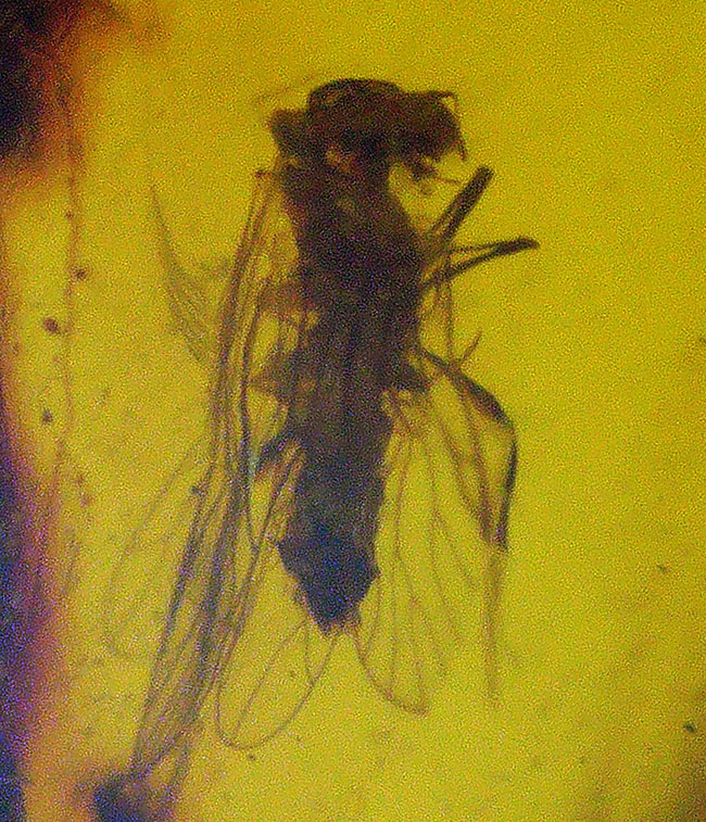 恐竜時代の琥珀です!非常に透明度の高い、虫を内包したミャンマー産琥珀(Amber)(その3)