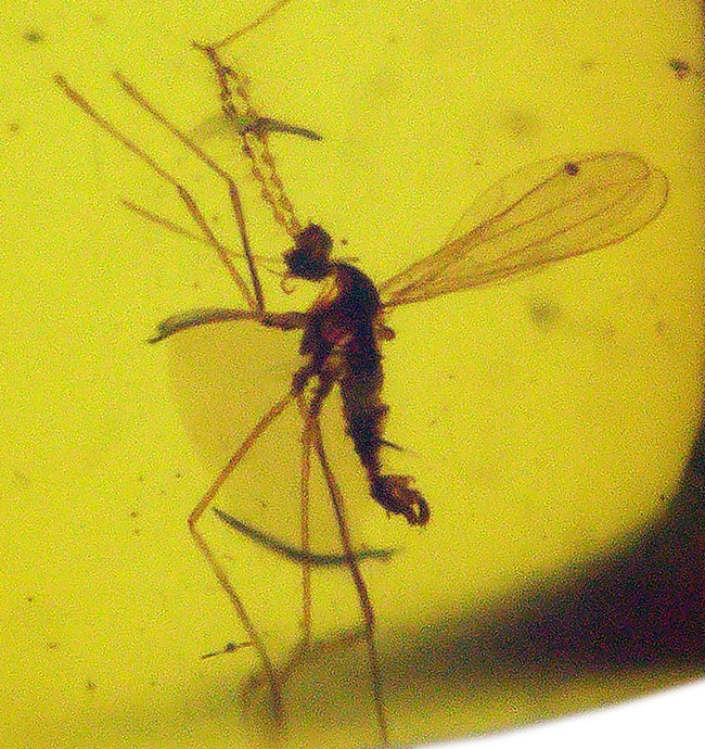恐竜時代の琥珀です!非常に透明度の高い、虫を内包したミャンマー産琥珀(Amber)(その4)