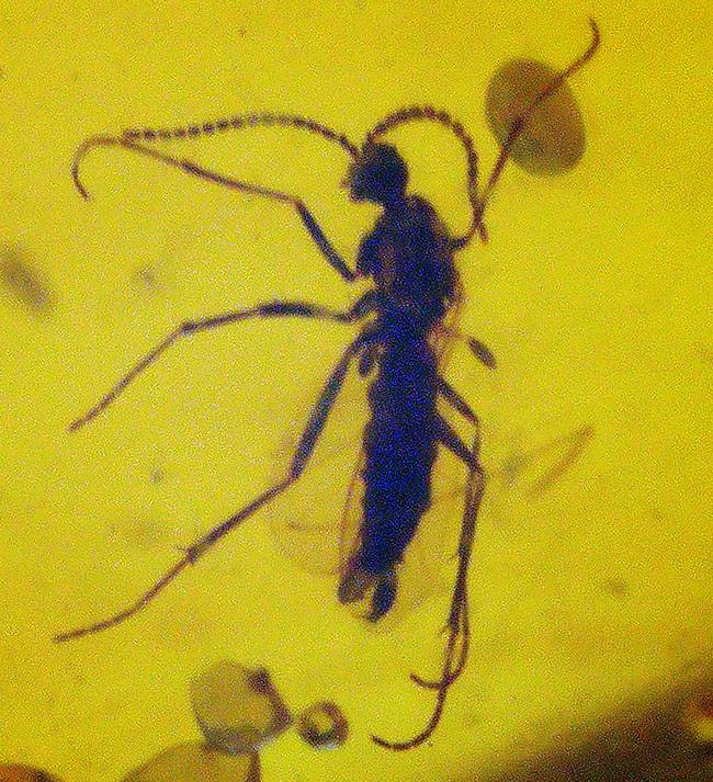 恐竜時代の琥珀です!非常に透明度の高い、虫を内包したミャンマー産琥珀(Amber)(その5)