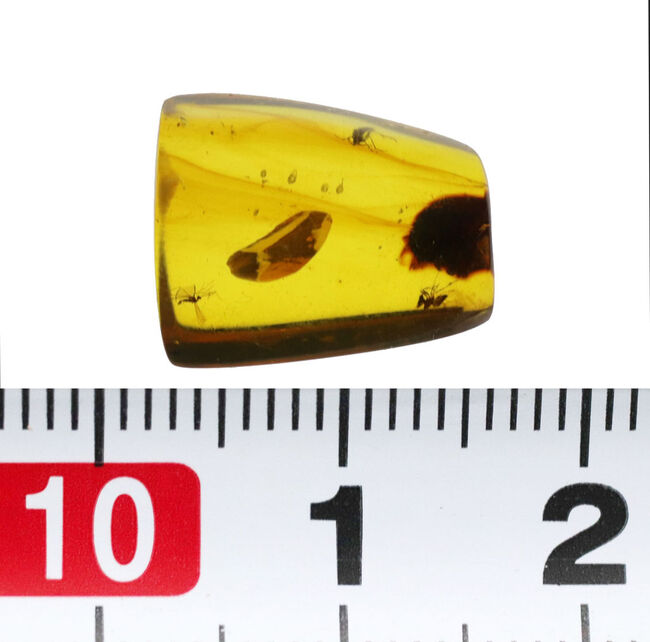 恐竜時代の琥珀です！非常に透明度の高い、虫を内包したミャンマー産琥珀（Amber）（その7）
