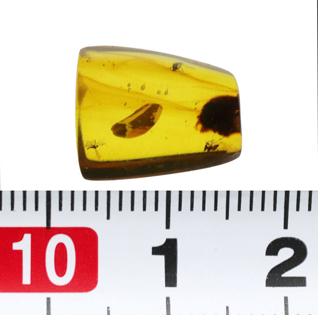 恐竜時代の琥珀です!非常に透明度の高い、虫を内包したミャンマー産琥珀(Amber)(その7)
