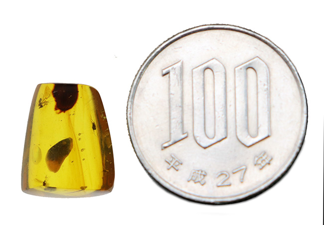 恐竜時代の琥珀です!非常に透明度の高い、虫を内包したミャンマー産琥珀(Amber)(その8)