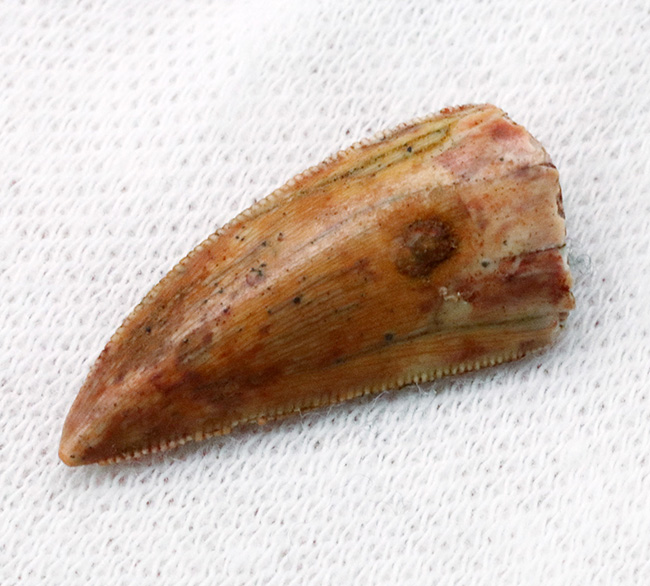 美品!サイズ、状態ともに優れた、モロッコ産のラプトル(Raptor)類の歯化石(その3)