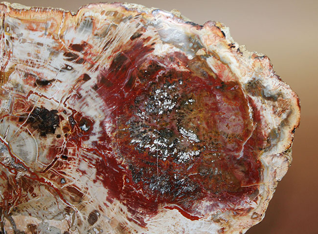 血液が循環しているような深紅を呈する26センチの巨大珪化木！完全に