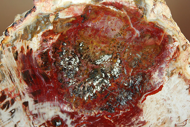 赤玉石 珪化木 大型 ジャスパー 台付き1個 赤玉石 珪化木 大型