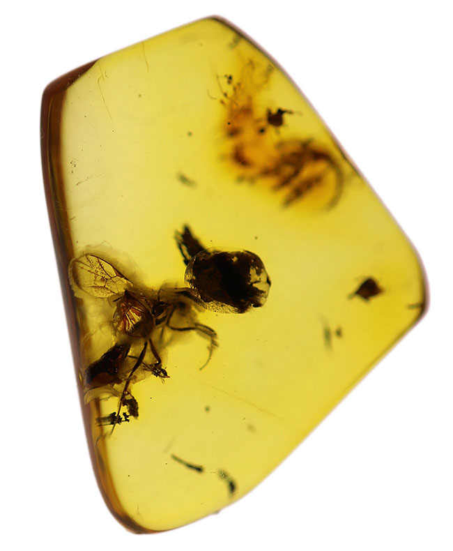 ハチ目（もく）の虫が閉じ込められたバルト海産の琥珀（Amber）。基質の透明度極めて高し。（その2）