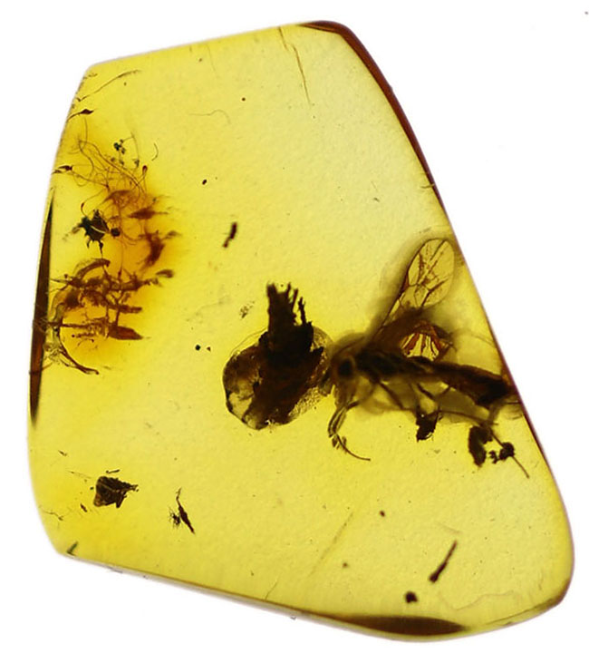 ハチ目(もく)の虫が包まれたバルト海産の琥珀(Amber)。基質の透明度極めて高し。(その3)