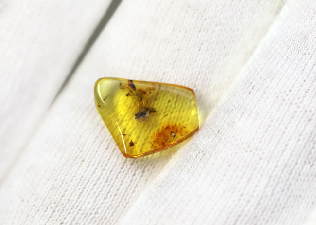 ハチ目(もく)の虫が包まれたバルト海産の琥珀(Amber)。基質の透明度極めて高し。(その5)