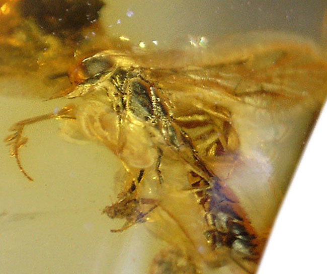 ハチ目(もく)の虫が包まれたバルト海産の琥珀(Amber)。基質の透明度極めて高し。(その6)