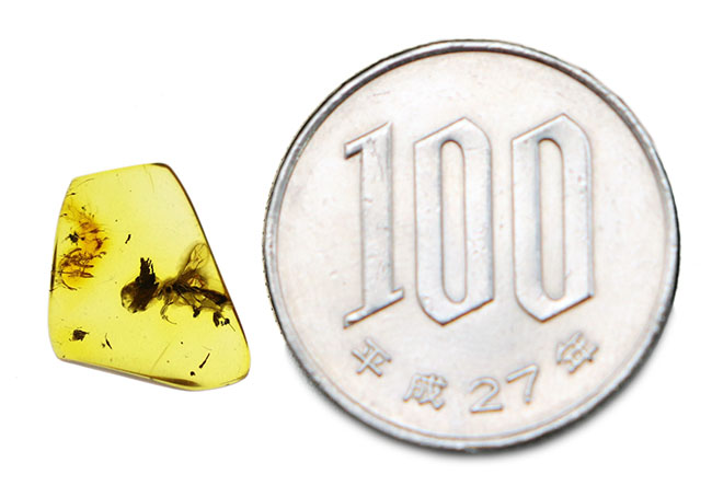 ハチ目(もく)の虫が包まれたバルト海産の琥珀(Amber)。基質の透明度極めて高し。(その7)