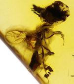 ハチ目（もく）の虫が閉じ込められたバルト海産の琥珀（Amber）。基質の透明度極めて高し。