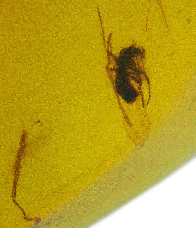 様々な植物片と羽虫が内包!恐竜時代の琥珀として名高い、ミャンマー産の琥珀、バーマイト(Burmite)(その1)