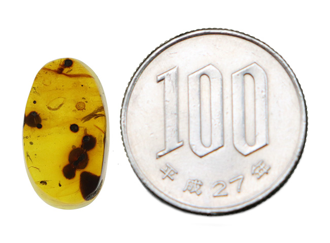 様々な植物片と羽虫が内包!恐竜時代の琥珀として名高い、ミャンマー産の琥珀、バーマイト(Burmite)(その10)