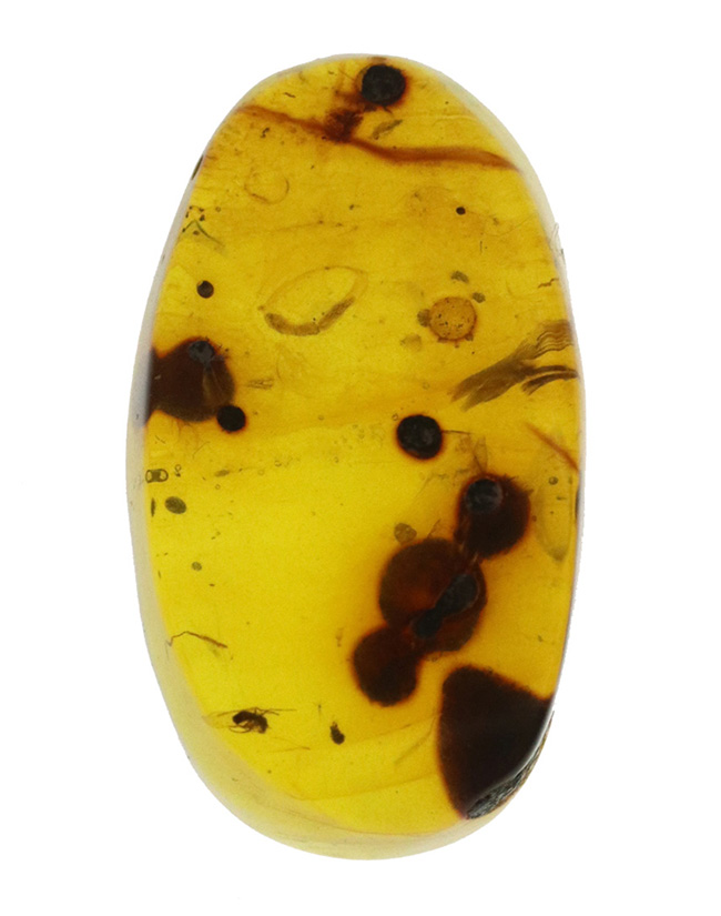 様々な植物片と羽虫が内包!恐竜時代の琥珀として名高い、ミャンマー産の琥珀、バーマイト(Burmite)(その2)
