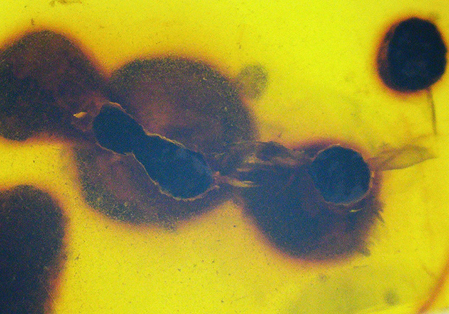 様々な植物片と羽虫が内包!恐竜時代の琥珀として名高い、ミャンマー産の琥珀、バーマイト(Burmite)(その3)