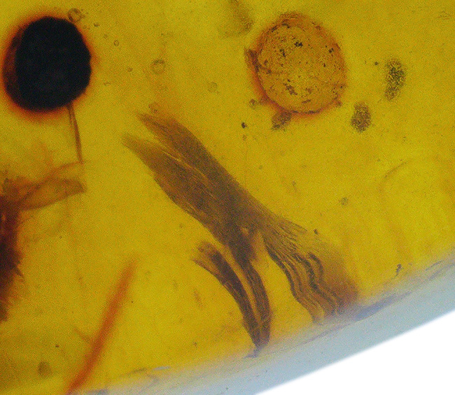 様々な植物片と羽虫が内包!恐竜時代の琥珀として名高い、ミャンマー産の琥珀、バーマイト(Burmite)(その4)