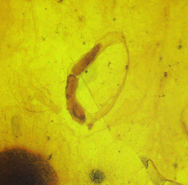 様々な植物片と羽虫が内包!恐竜時代の琥珀として名高い、ミャンマー産の琥珀、バーマイト(Burmite)(その5)