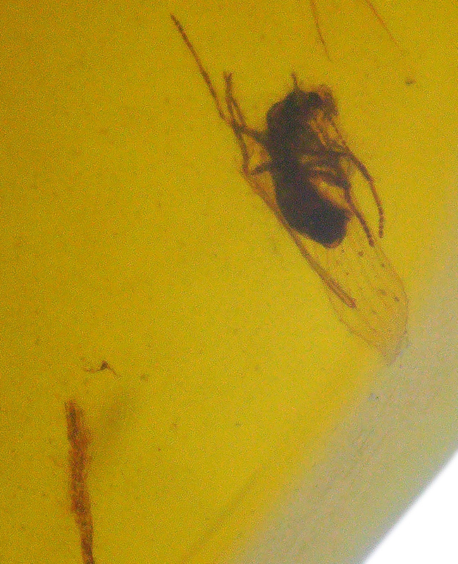 様々な植物片と羽虫が内包!恐竜時代の琥珀として名高い、ミャンマー産の琥珀、バーマイト(Burmite)(その6)