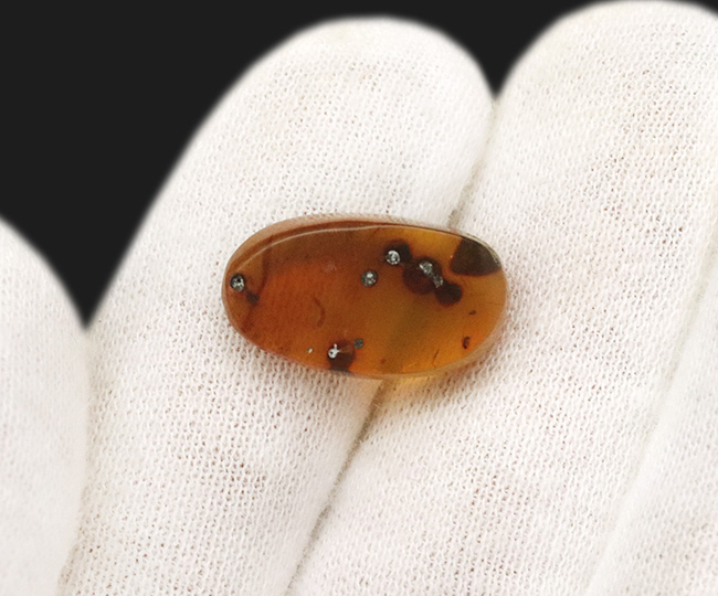 様々な植物片と羽虫が内包!恐竜時代の琥珀として名高い、ミャンマー産の琥珀、バーマイト(Burmite)(その8)