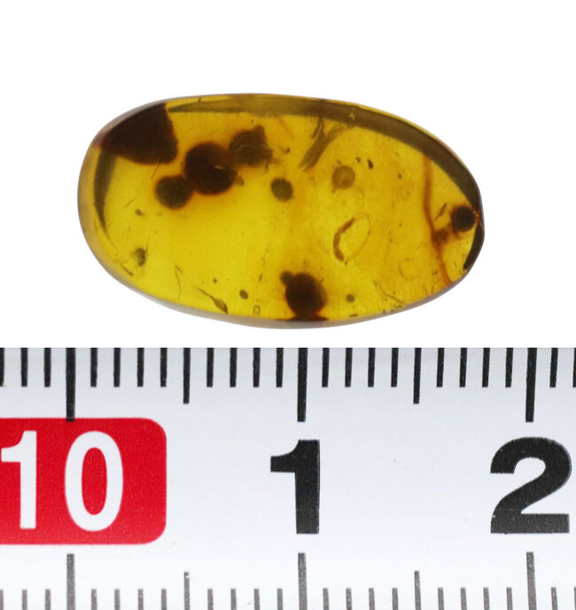 様々な植物片と羽虫が内包!恐竜時代の琥珀として名高い、ミャンマー産の琥珀、バーマイト(Burmite)(その9)