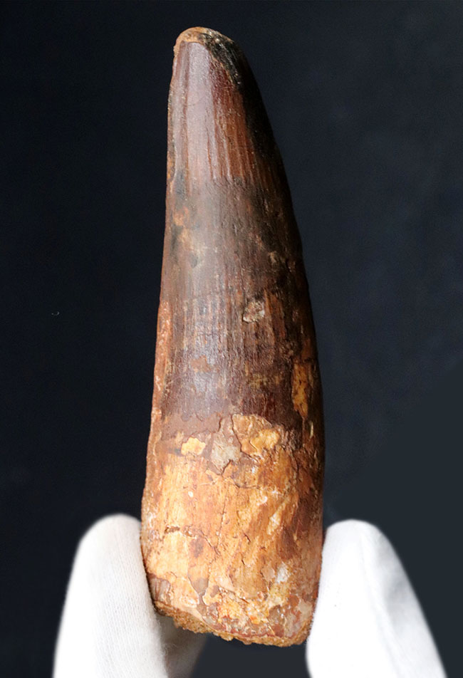 ロングカーブ計測102ミリの紛れもない巨大歯!1億年前の北アフリカのキング!恐竜スピノサウルス(Spinosaurus)巨大歯化石(その1)