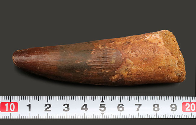 ロングカーブ計測102ミリの紛れもない巨大歯!1億年前の北アフリカのキング!恐竜スピノサウルス(Spinosaurus)巨大歯化石(その10)