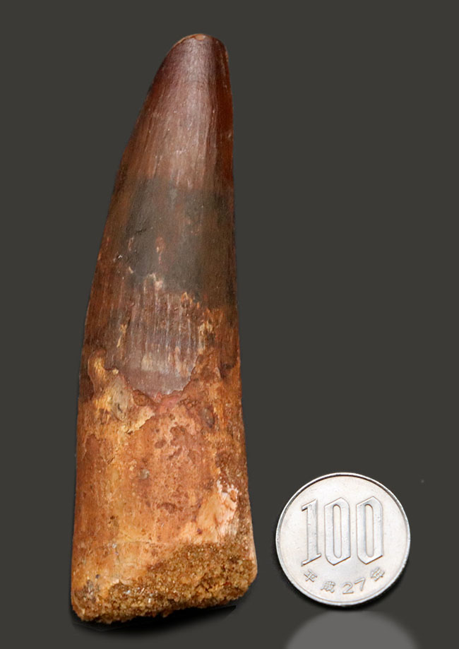 ロングカーブ計測102ミリの紛れもない巨大歯!1億年前の北アフリカのキング!恐竜スピノサウルス(Spinosaurus)巨大歯化石(その11)