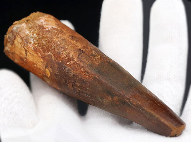 ロングカーブ計測102ミリの紛れもない巨大歯!1億年前の北アフリカのキング!恐竜スピノサウルス(Spinosaurus)巨大歯化石(その5)