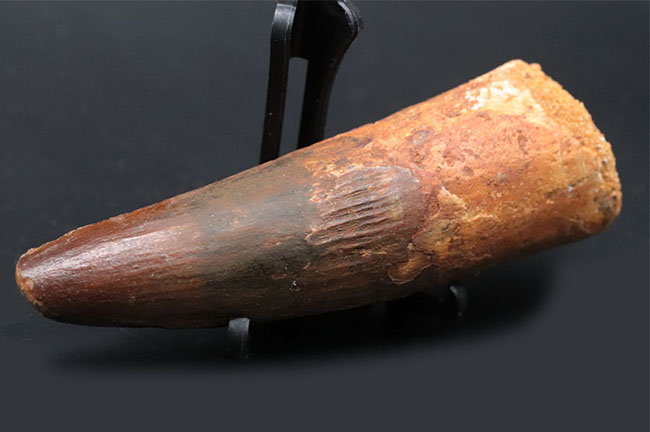 ロングカーブ計測102ミリの紛れもない巨大歯!1億年前の北アフリカのキング!恐竜スピノサウルス(Spinosaurus)巨大歯化石(その9)
