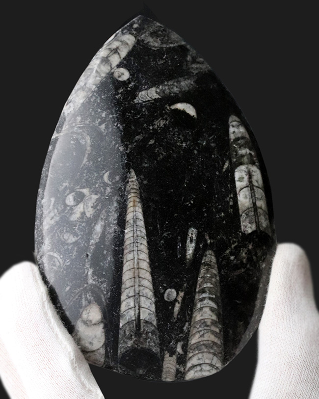 古生代を代表する頭足類、直角貝こと、オルソセラス(Orthoceras)の群集化石(その1)