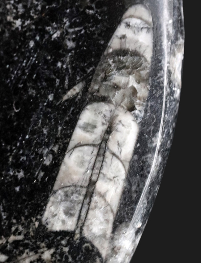 古生代を代表する頭足類、直角貝こと、オルソセラス（Orthoceras）の群集化石（その2）