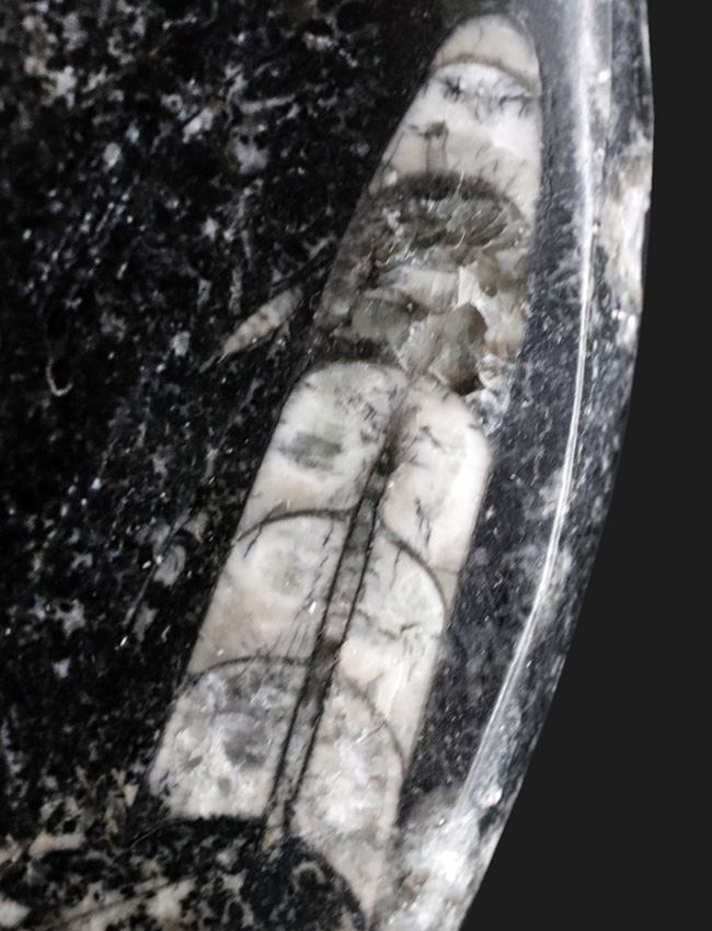 古生代を代表する頭足類、直角貝こと、オルソセラス(Orthoceras)の群集化石(その2)
