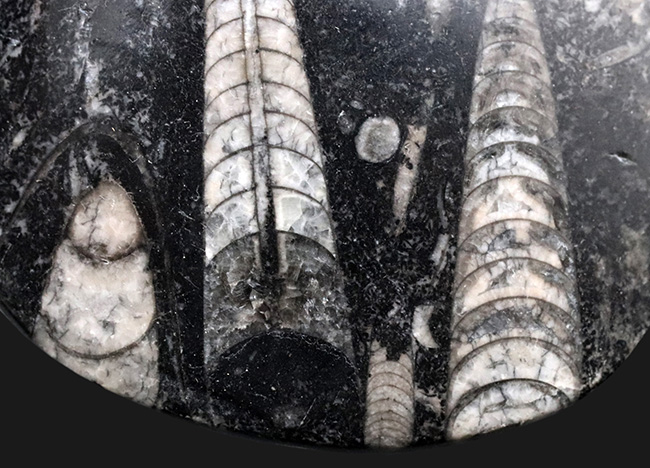 古生代を代表する頭足類、直角貝こと、オルソセラス(Orthoceras)の群集化石(その3)