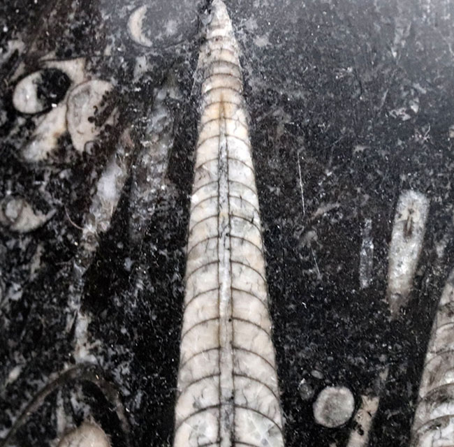 古生代を代表する頭足類、直角貝こと、オルソセラス(Orthoceras)の群集化石(その4)