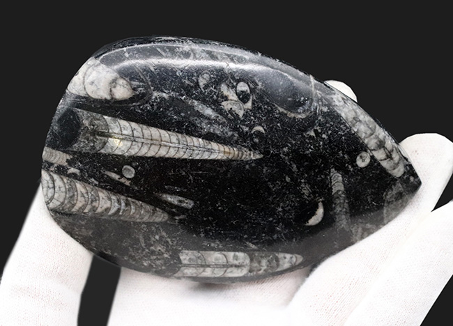 古生代を代表する頭足類、直角貝こと、オルソセラス(Orthoceras)の群集化石(その5)