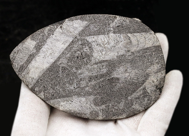 古生代を代表する頭足類、直角貝こと、オルソセラス(Orthoceras)の群集化石(その6)